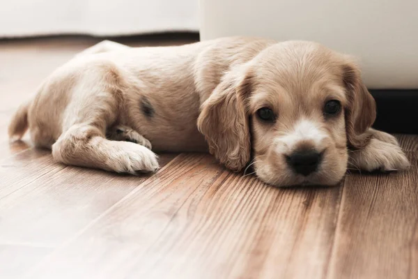 작고 귀여운 스피 니엘 강아지가 바닥에 누워 있습니다 — 스톡 사진
