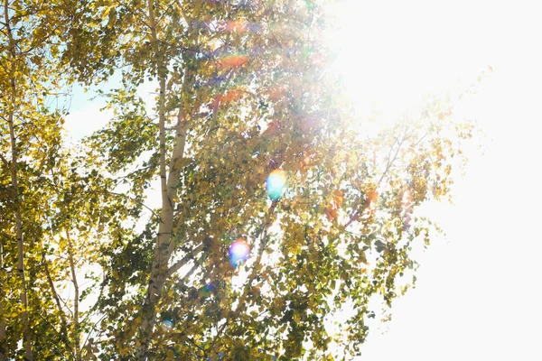Starkt solljus och bländning genom lövverk av träd — Stockfoto
