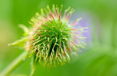 Bulanık arka planda dikenleri olan yeşil tomurcuk