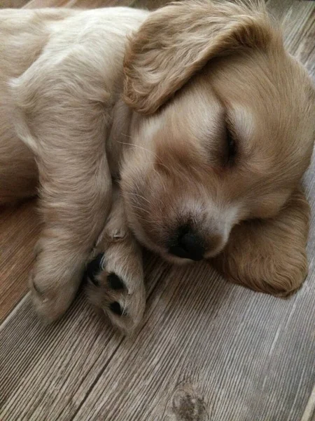 Liten engelsk cocker spaniel valp sova på golvet — Stockfoto