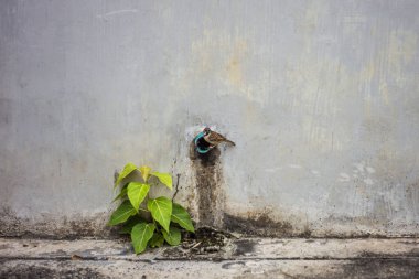 İki canlı bülbül ve topraktan büyüyen bir ağaçtır..