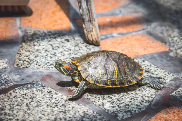 Een Kleine Japanse Schildpad Liep Een Rotsachtige Vloer — Stockfoto