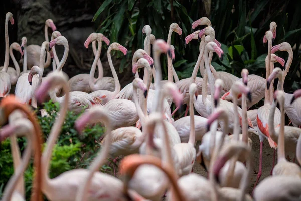 Bangkok Tajlandia Listopada 2015 Flamingi Zgrupowane Tym Safari Zoo — Zdjęcie stockowe