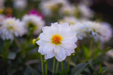 Kasımpatı çiçekleri tamamen çiçek açmış..