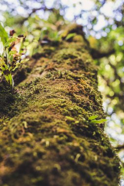 Bu ormandaki nem yüzünden ağaçlarda yosun oluşuyor..