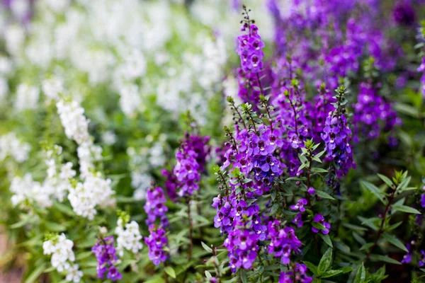 Hoja Helecho Lavanda Planta Junto Con Otras Plantas — Foto de Stock