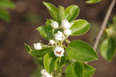 Bahar zamanı kiraz çiçekleri ve bulanık arka planda ilk yeşil yapraklar. seçici odak.