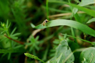 Yazın bir tarlada yeşil çimlerde oturan eşek arısı. Yaşam alanı. Makro Seçici Odaklanma.