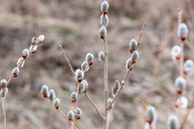 Gri çiçekli söğüt ağacının yakın planında, baharın bir sembolü olan, doğal bulanık bir ortamda birkaç dal..