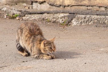 Muhteşem kırmızı kedi, zımba duvarının arka planına doğru nazikçe eğiliyor, yakın plan. Yoga egzersizi..