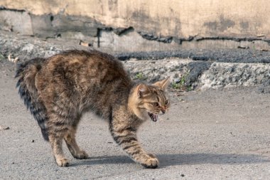 Göz kamaştırıcı tekir kedi nazikçe geriye doğru eğiliyor saldırganlığını ifade ediyor, yerde eski duvarın arka planına karşı korku, yakın plan.