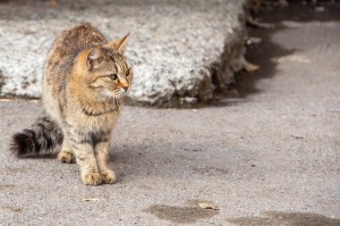 Muhteşem bir tekir kedi, eski bir duvarın arka planında, yakın planda, yerde oturuyor. Terk edilmiş hayvanlar konsepti