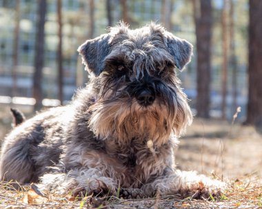 Schnauzer köpeğinin yakın plan portresi. Yürüyüşe çıkmış bir köpek yerde yatar ve sahibini bekler..