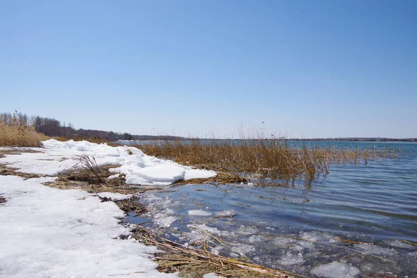 Spring landscape with a lake overgrown with reeds near the coast and a clear sky. Landscape with melting ice.