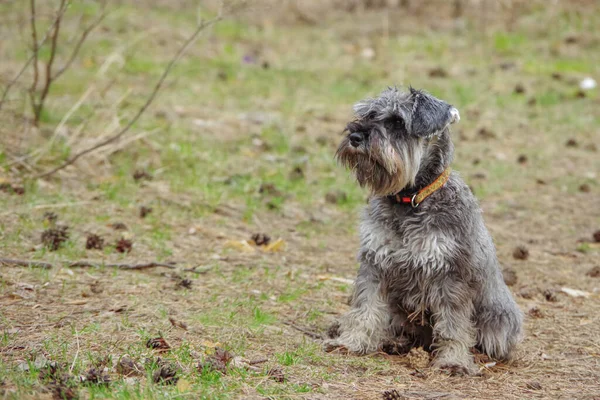 Egy Barátságos Schnauzer Kutya Földön Egy Zöld Erdőben Egy Gyönyörű — Stock Fotó