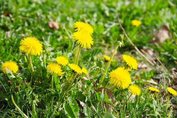Zielone Pole Żółtymi Mniszkami Zbliżenie Żółtych Wiosennych Kwiatów Mniszka Lekarskiego — Zdjęcie stockowe