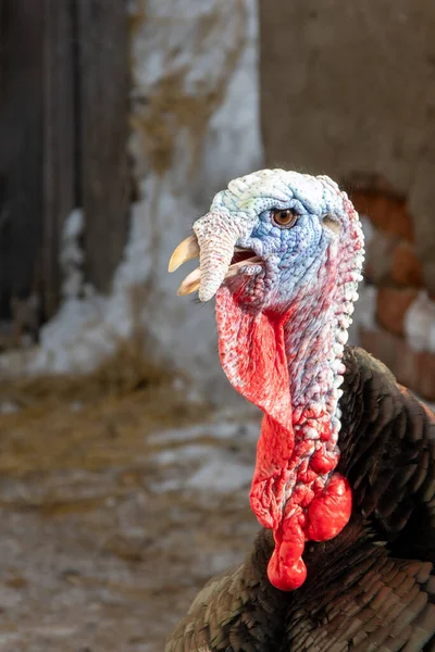 Retrato Pavo Bronce Sobre Fondo Edificios Del Pueblo Cultivo Aves — Foto de Stock