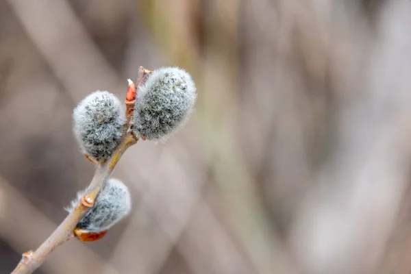 Spring Nature Tender Gray Willow Branches Catkins Blurred Natural Background — Stok fotoğraf