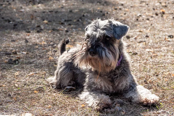 Portrait Schnauzer Dog Lies Ground Waits Owner Dog Walk — Stock Photo, Image