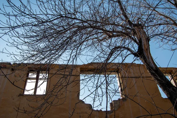 Viejo Árbol Sin Hielo Sobre Fondo Las Ruinas Edificio Rosa — Foto de Stock