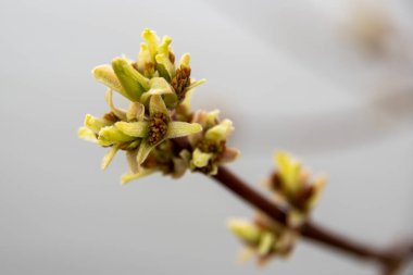 Baharda böbrek ağacı. Dallardaki genç tomurcuklar parlak güneşin altında bulanık bir arka plana karşı. Güzel taze bahar doğal arka plan