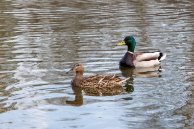 Bir çift çok güzel ördek suda yüzer, sabahları banyo yapar. Yumuşak ışık, yakın çekim.