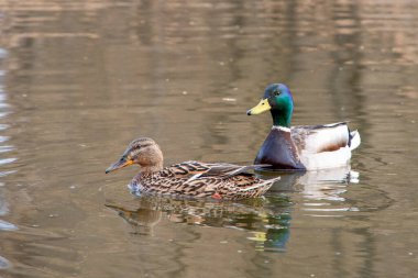 Bir çift güzel çekici ördek suda yüzüyor, yakın plan..
