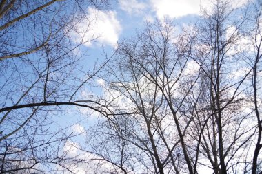 Birkaç ağacın çıplak dalları, mavi gökyüzüne karşı çalılar, beyaz bulutlar, yakın çekim.