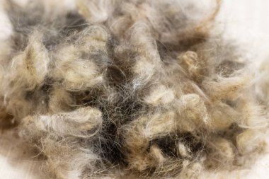 Masanın üzerinde çok renkli makro yün var. Bakımdan sonra köpek kılı. Geçmişi. İzole edilmiş.