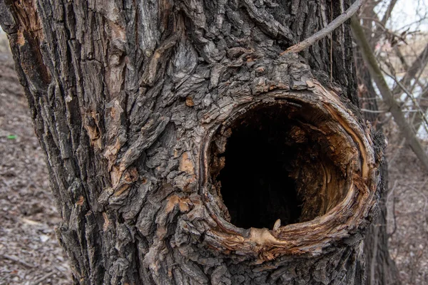 Hueco Gran Árbol Ancho Viejo Bosque Primavera Casa Para Abejas — Foto de Stock