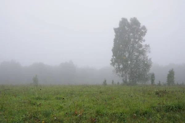 在夏末或初秋的晨雾中 湿润的风景和一棵孤零零的树 美丽的农场风景在雾中 雾蒙蒙的田野里 — 图库照片