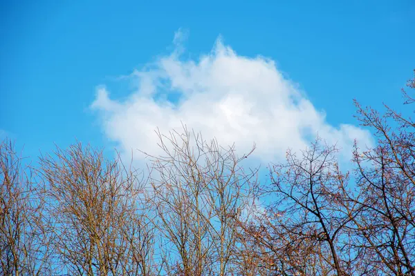 Ett Moln Svävar Över Ett Träd Utan Löv Mot Klarblå — Stockfoto