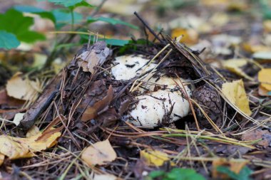 Yenilebilir orman mantarı Lactarius resimus 'un yakın çekimi, yerin altındaki bir ormanda büyüyen, düşmüş yaprakların altından gözetleyen. Bir takvim veya kartpostal fikri