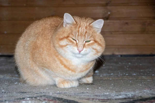Flegmatyczny Tłusty Rudy Kot Zielonymi Oczami Siedzi Rustykalnej Podłodze Idea — Zdjęcie stockowe