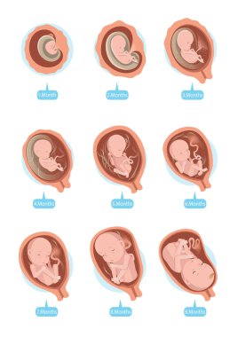 Fetal Büyüme Vektörü İllüstrasyonu