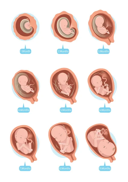 Illustrazione Vettoriale Della Crescita Fetale — Vettoriale Stock
