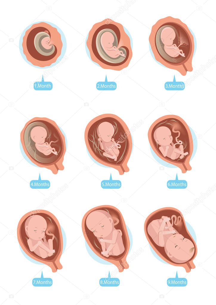 Fetal Growth Vector Illustration