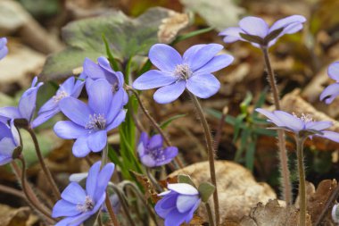 İlk bahar mavi çiçekleri Hepatica nobilis