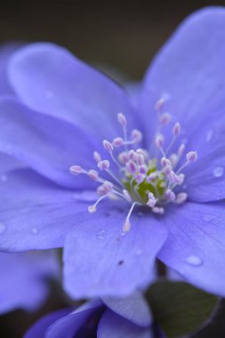 İlk bahar mavi çiçekleri Hepatica nobilis