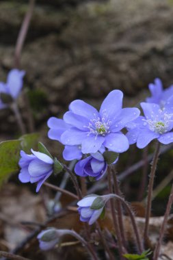 İlk bahar mavi çiçekleri Hepatica nobilis
