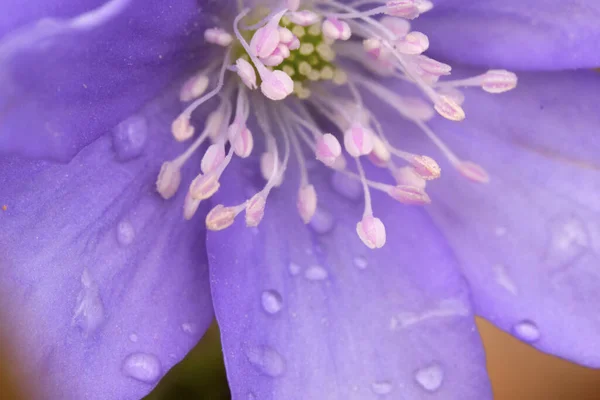 Erster Frühling Blaue Blüten Hepatica Nobilis — Stockfoto