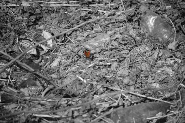 Ormandaki çöpte güzel bir kelebek