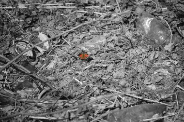 Ormandaki çöpte güzel bir kelebek
