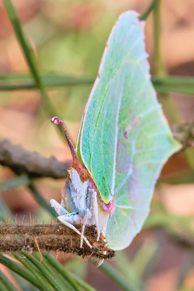 Fjäril Gonepteryx Närbild Framifrån Skogen — Stockfoto