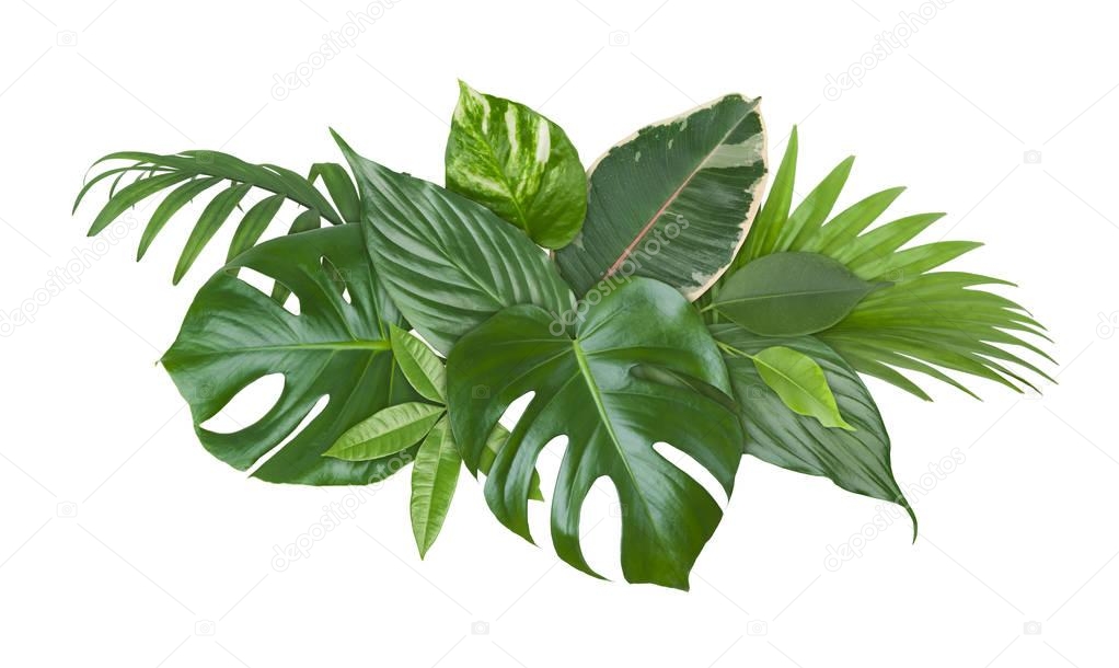 Spot Plante Exotique Vert Feuilles Isolé Sur Fond Blanc ...