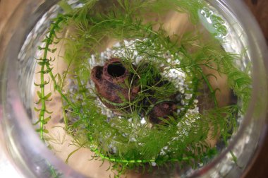Küçük bir akvaryumda Elodea su yosunu