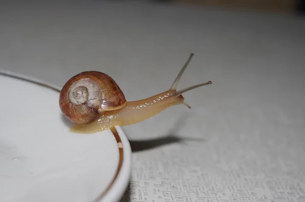 Jeune Escargot Échappant Une Assiette — Photo