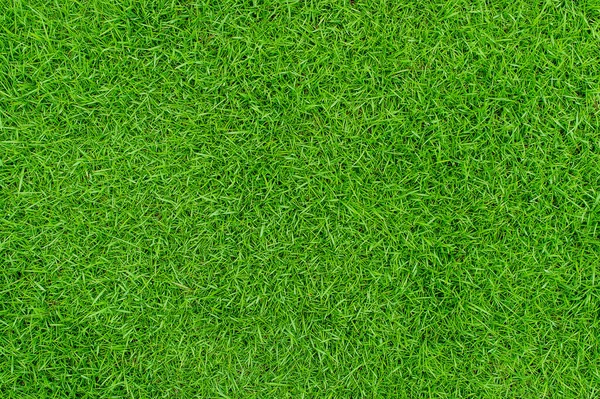 Herbe Verte Texture Arrière Plan Vue Dessus Jardin Herbe Concept — Photo