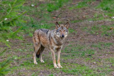 Ormandaki bir gri kurt kameraya bakıyor. Manzara manzarası, yaz zamanı. Litvanya, Rusnes Ulusal Parkı.