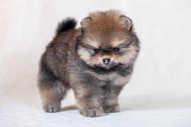  Kahverengi Pomeranya köpeği kameraya bakıyor. Kapat.